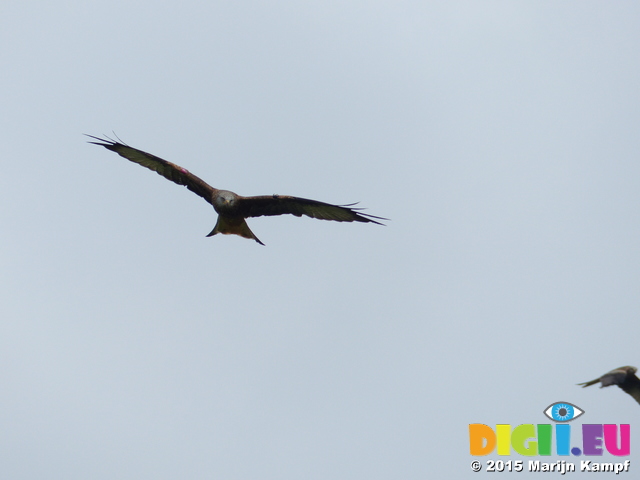 FZ022131 Red kite (Milvus milvus)